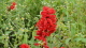 img0048.jpg