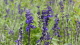 img0049.jpg