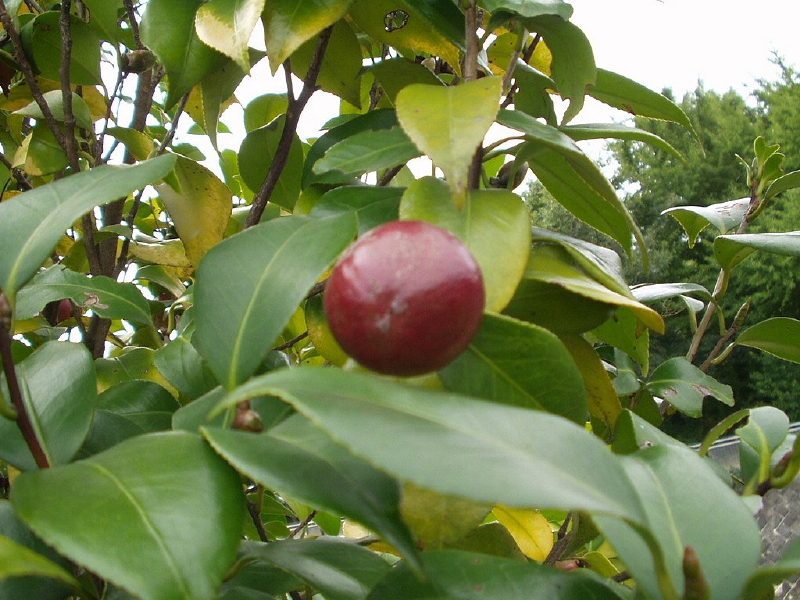 img0005.jpg