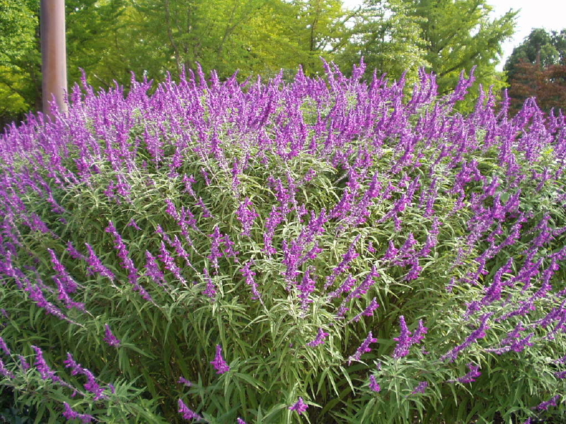 img0011.jpg