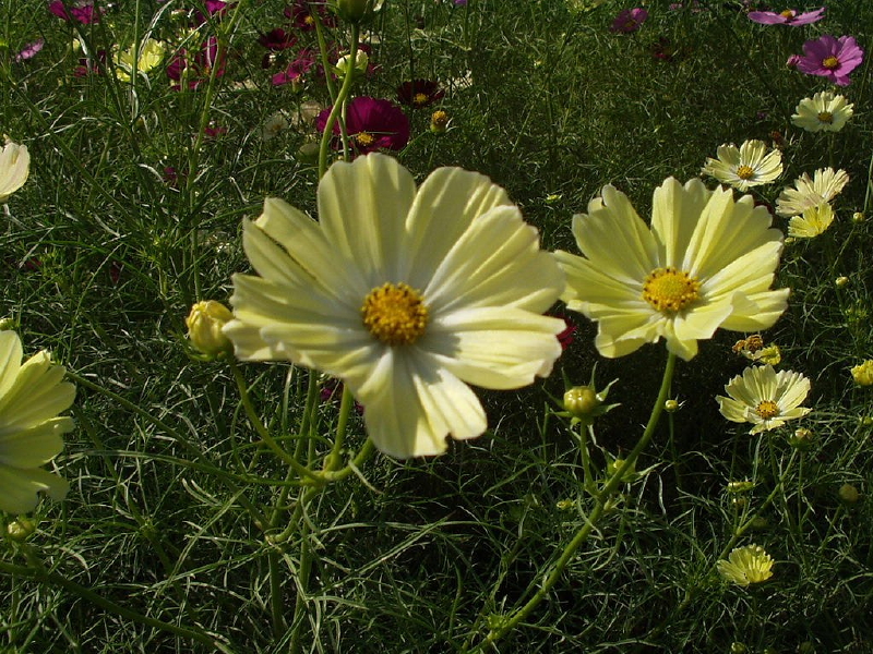 img0018.jpg