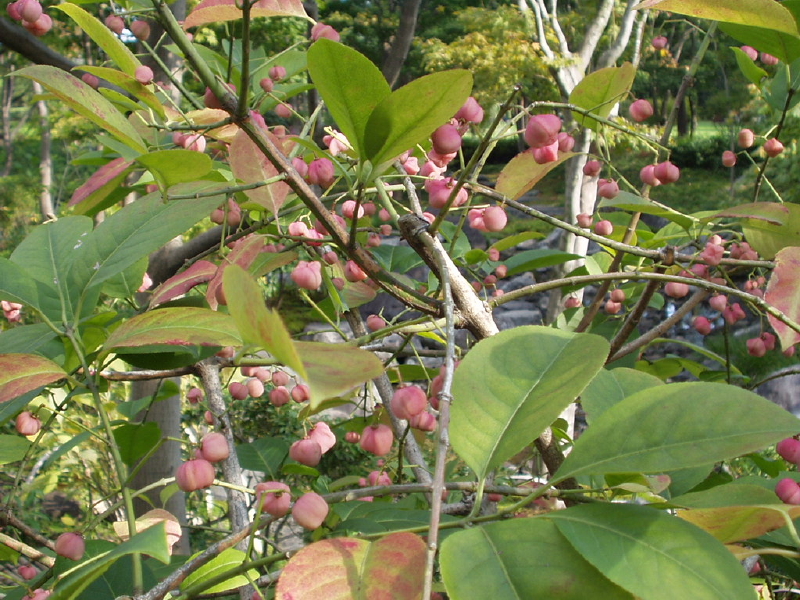 img0033.jpg