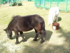 img0013.jpg