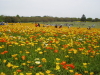 img0064.jpg
