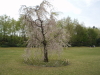 img0091.jpg