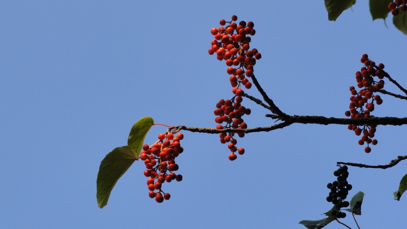 img0011.jpg