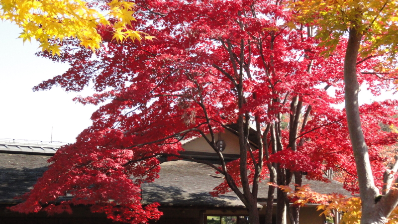 img0059.jpg