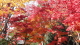 img0063.jpg