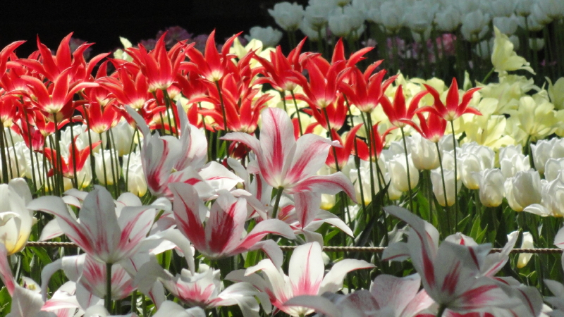 img0060.jpg