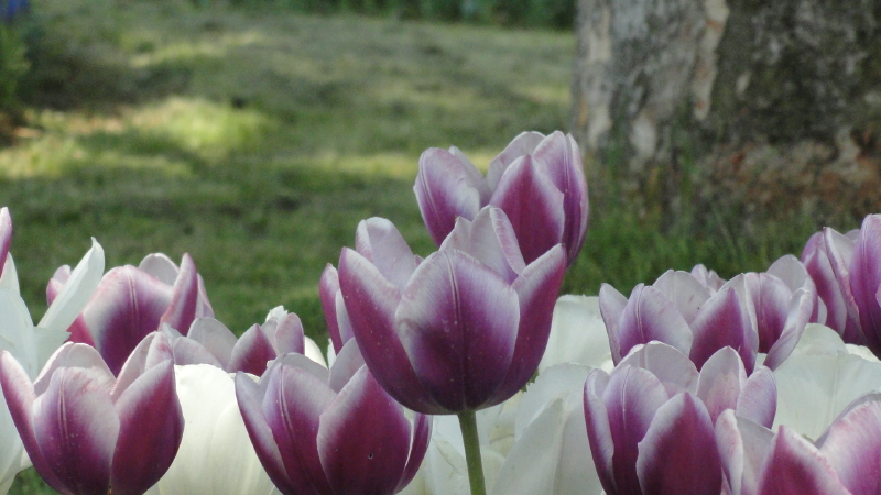 img0090.jpg