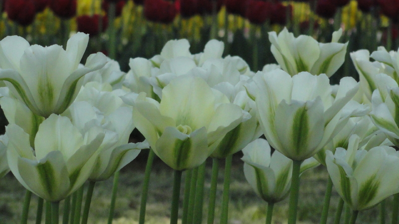 img0099.jpg