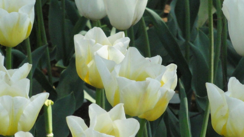 img0111.jpg