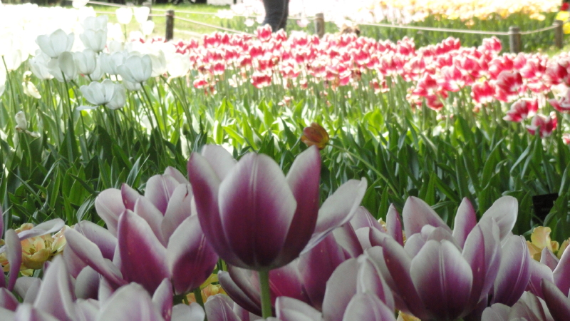 img0165.jpg