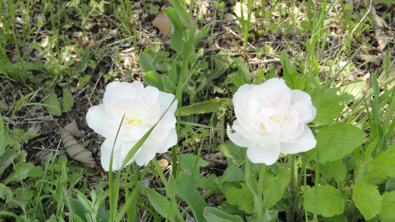 img0256.jpg