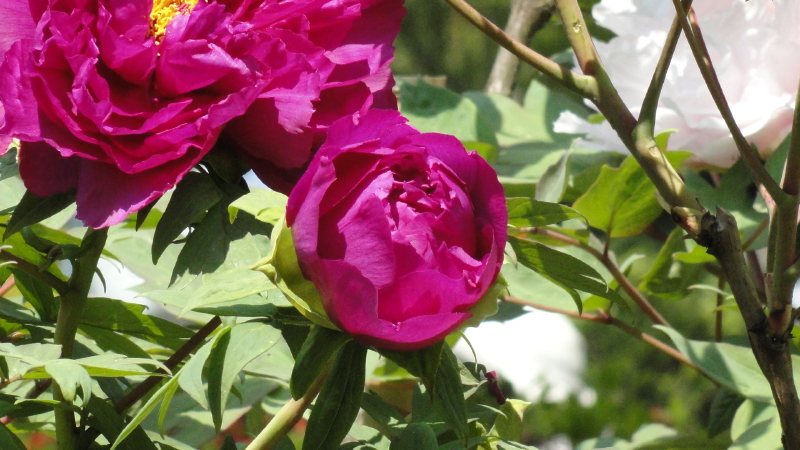 img0268.jpg