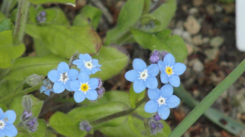 img0309.jpg