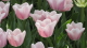 img0065.jpg