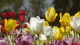 img0075.jpg