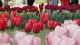 img0105.jpg