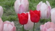 img0106.jpg