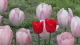 img0107.jpg