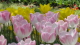 img0191.jpg