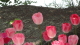 img0225.jpg