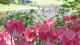 img0227.jpg