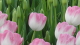 img0240.jpg