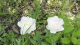 img0256.jpg