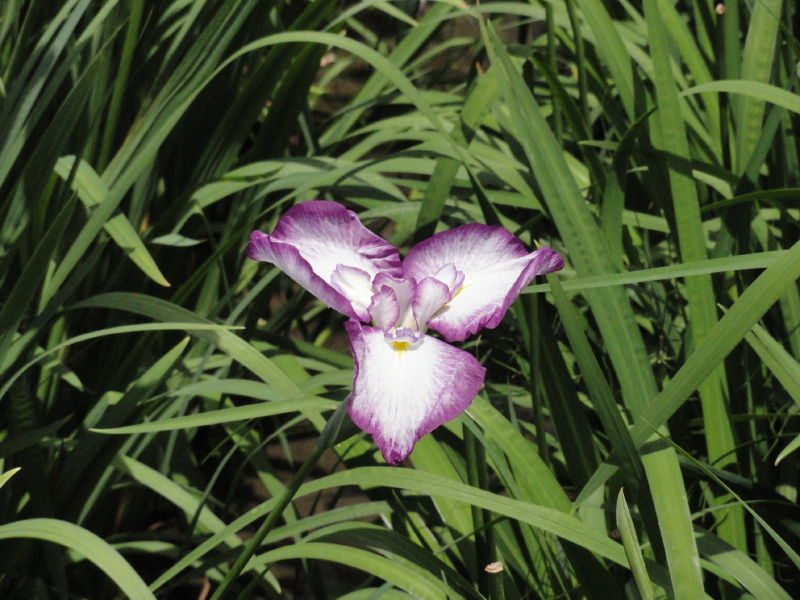 img0003.jpg