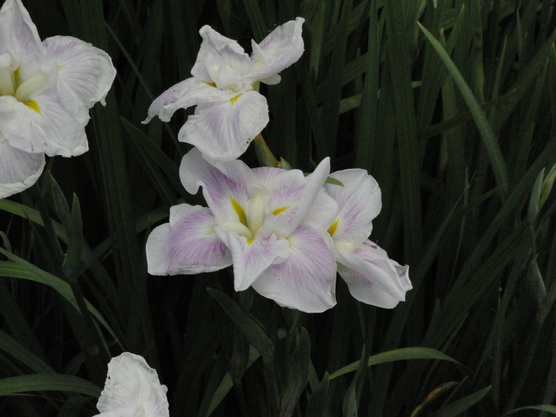 img0008.jpg