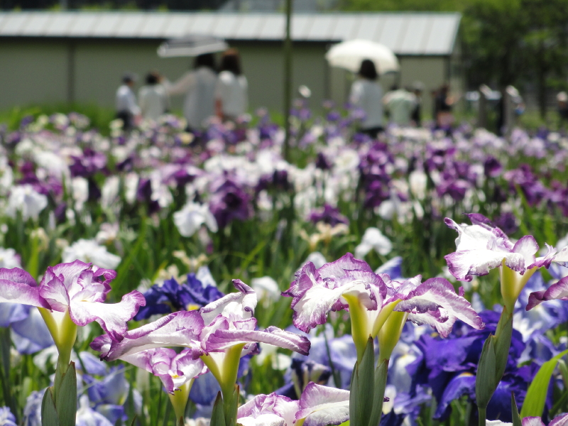 img0010.jpg