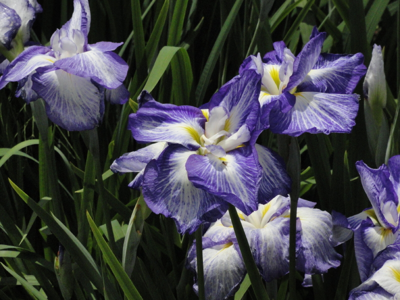 img0012.jpg