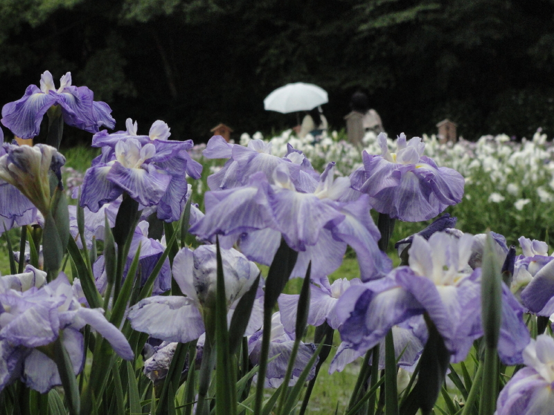 img0017.jpg