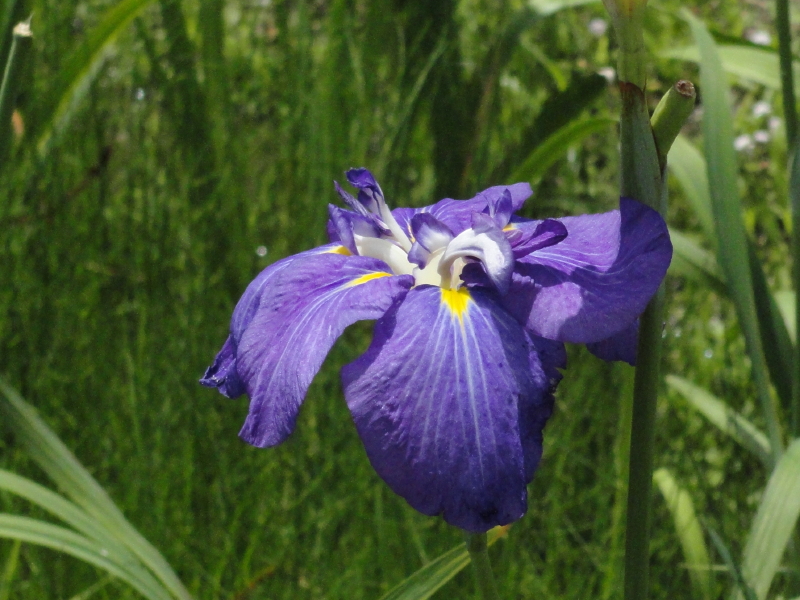 img0037.jpg