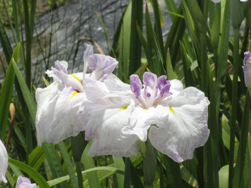 img0038.jpg