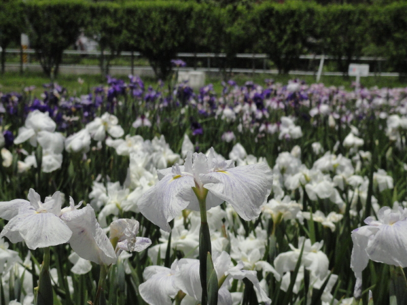 img0045.jpg