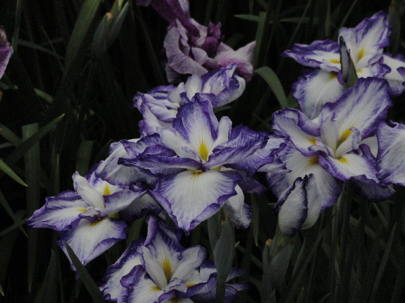 img0048.jpg