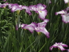 img0006.jpg