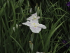 img0009.jpg
