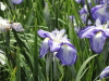 img0011.jpg