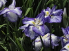 img0012.jpg