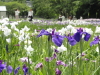img0013.jpg