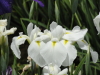 img0015.jpg