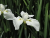 img0016.jpg