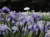 img0017.jpg
