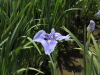 img0018.jpg