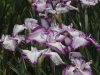 img0020.jpg
