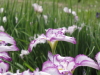 img0021.jpg